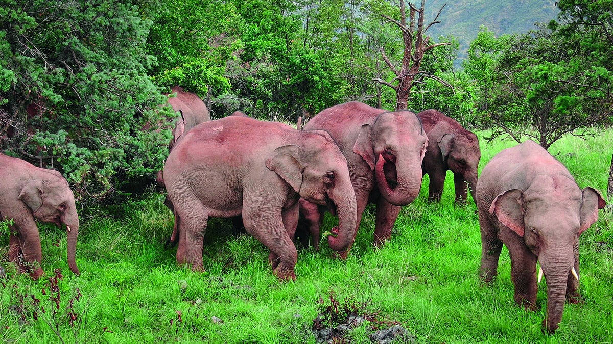 When Drones Helped Track the Rare Northward Migration of Wild Asian Elephants - Vimarsana News