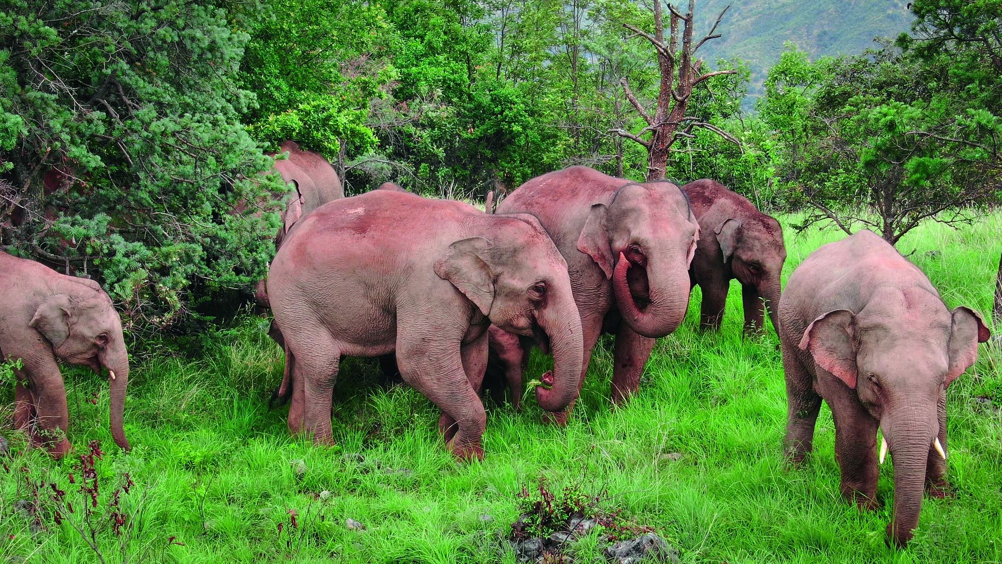 <div class="paragraphs"><p>The number of Asian elephants in China has increased from around 140 in the 1970s to more than 300 today.</p></div>