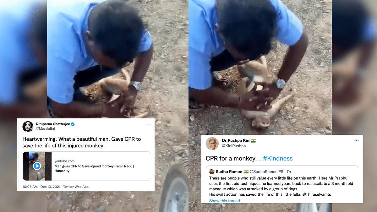 Watch: Man Revives Monkey by Performing CPR, Gets Lauded Online