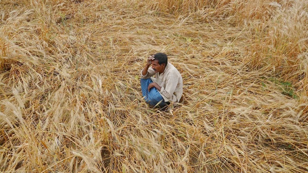<div class="paragraphs"><p> A farmer examines his damaged wheat crop in Mirzapur, Uttar Pradesh. </p></div>