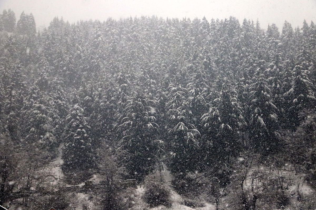 Normal life was thrown out of gear as the Kashmir Valley was hit by fresh snowfall on Saturday, 8 January.  
