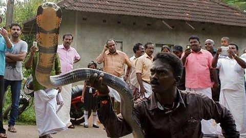 Kerala: Ace Snake-Catcher Vava Suresh Bitten by Cobra, Condition Critical