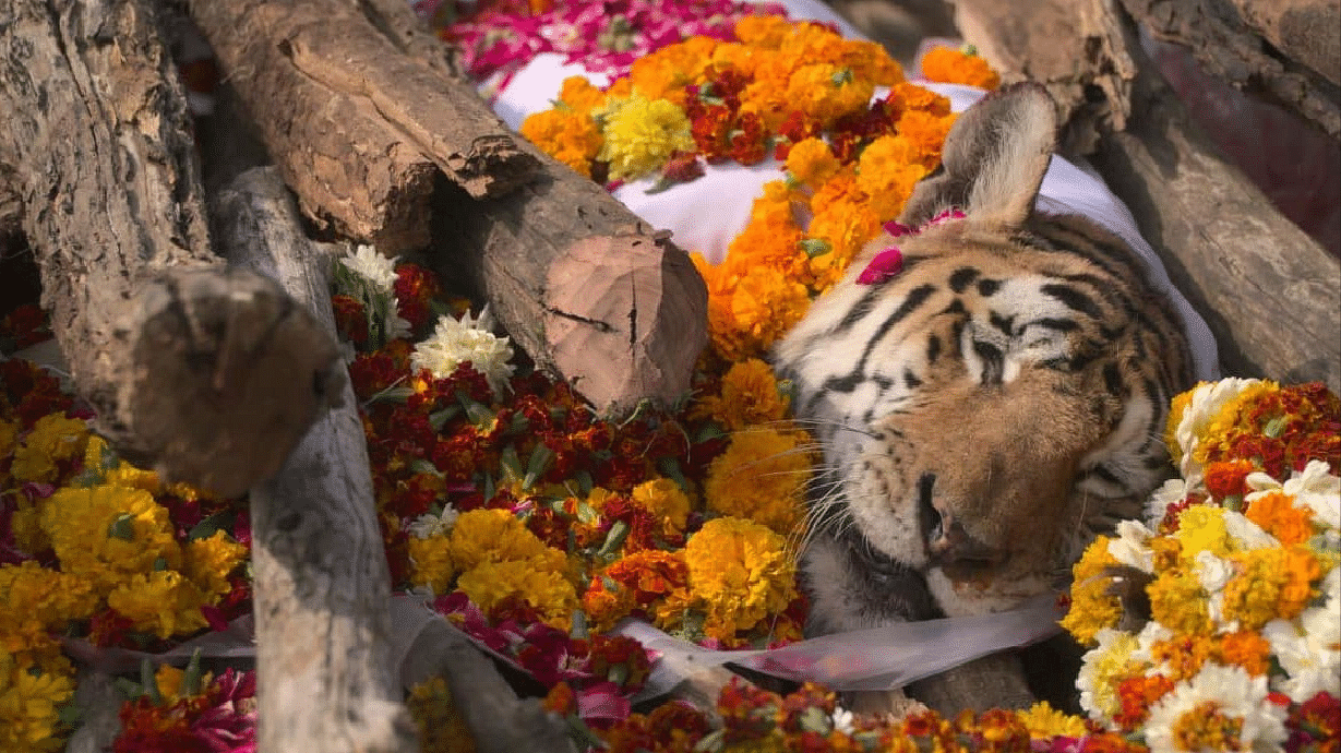 <div class="paragraphs"><p>The Tigress was cremated on Monday.</p></div>