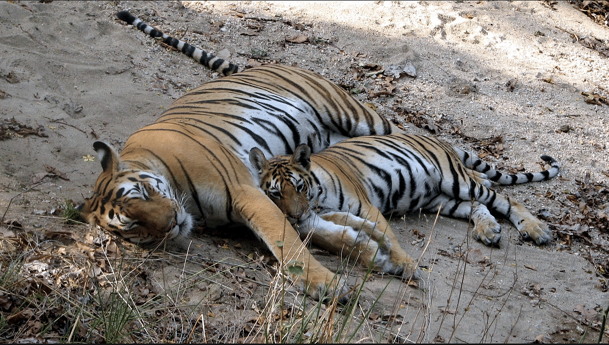 <div class="paragraphs"><p>File photo:&nbsp;'Badi mada' T7 tigress with a young Collarwali</p></div>