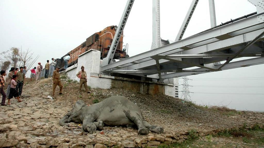 One Elephant Killed, Another Injured After Being Run Over By Train in Assam