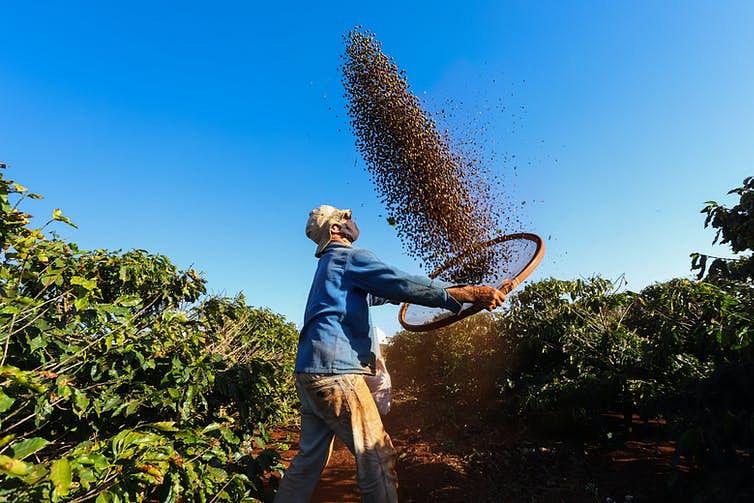 The world could lose half of its best coffee-growing land under a moderate climate change scenario.
