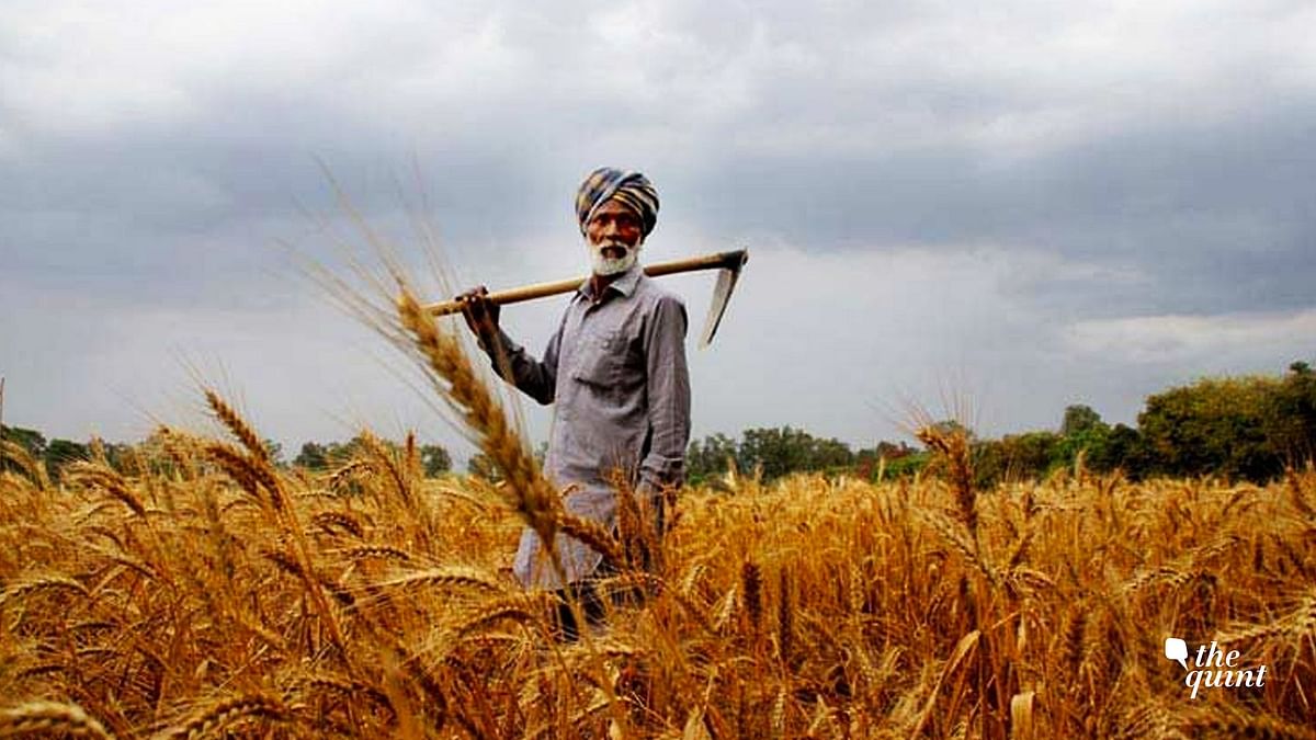 For India's Farmers, the Green Revolution is Turning Brown
