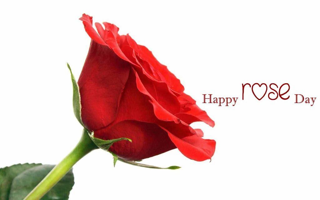 Share these images, quotes, wishes, and Shayari on rose day 2023 with your friends.