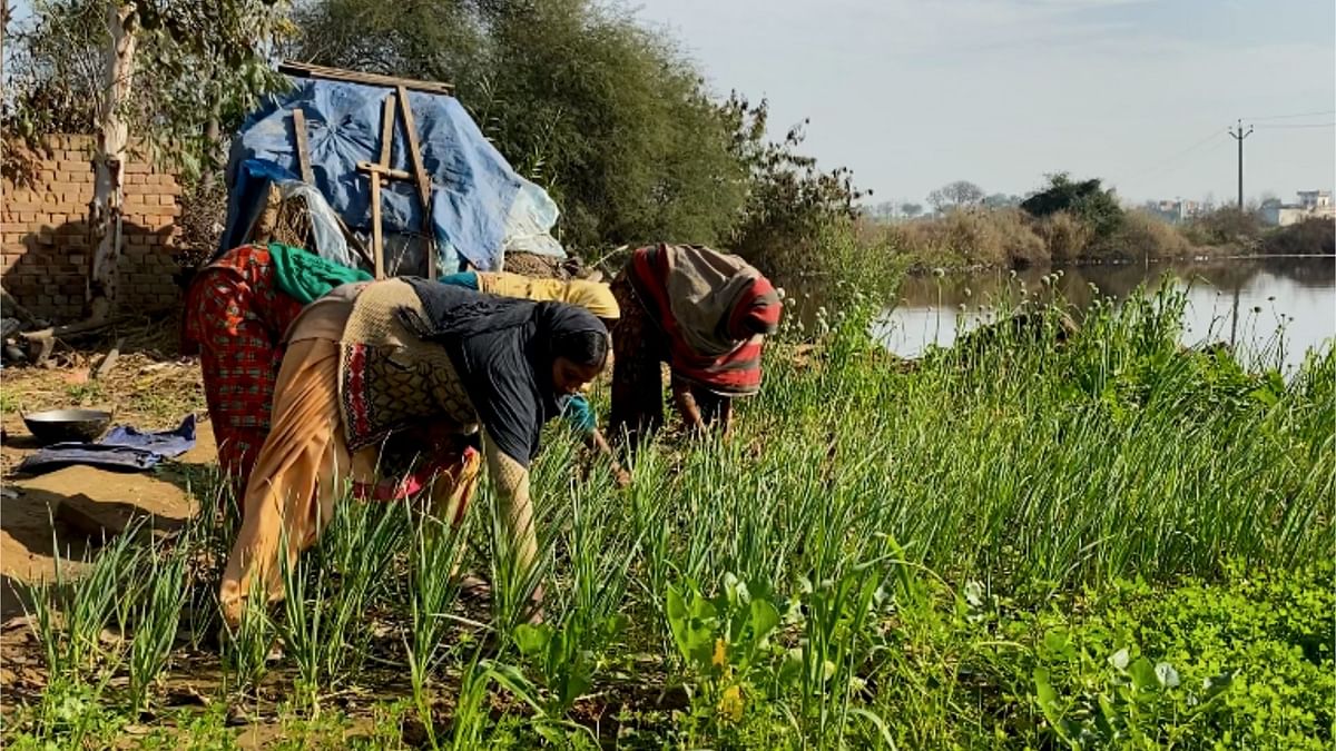 As Punjab gears up to vote on 20 February, what are the issues faced by the state’s landless Dalit labourers?