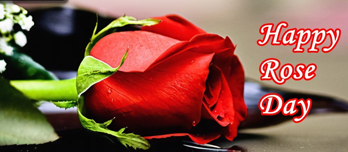 Rose Day falls on 7 February every year, kicking off the Valentine's Week.