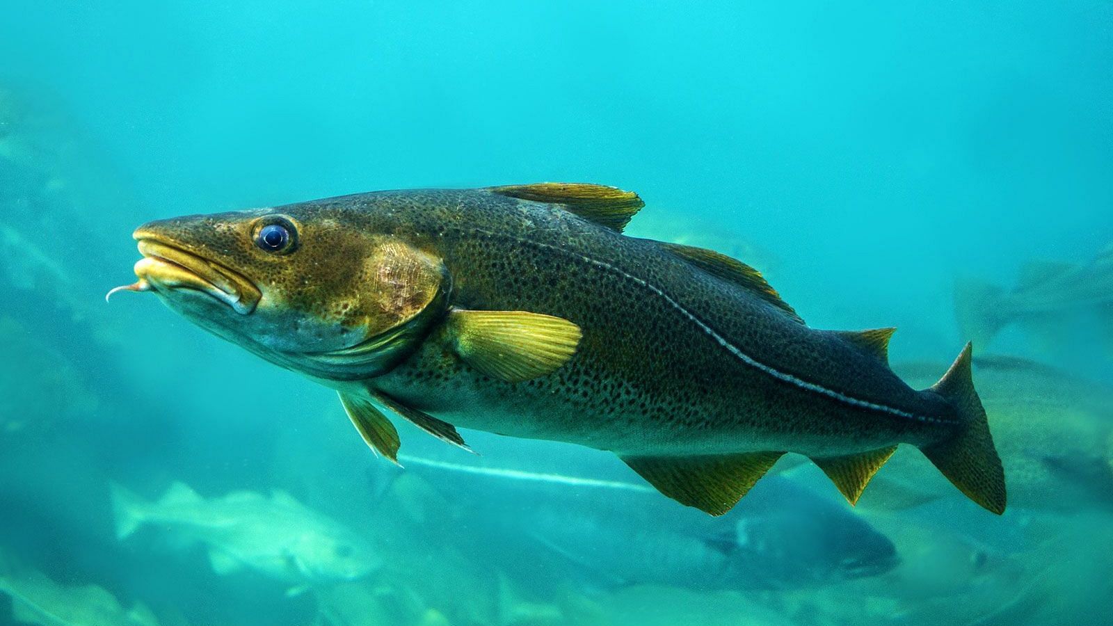 <div class="paragraphs"><p>Cod “supergenes” have shed light on how they respond to overfishing, and these supergenes could make them more resilient to other environmental changes.</p></div>