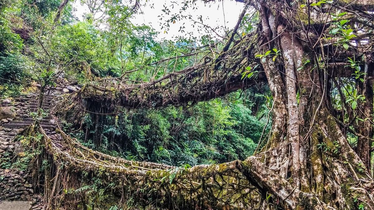 Interwoven in Living Root Bridges Are Tales of Biodiversity & Human Interactions