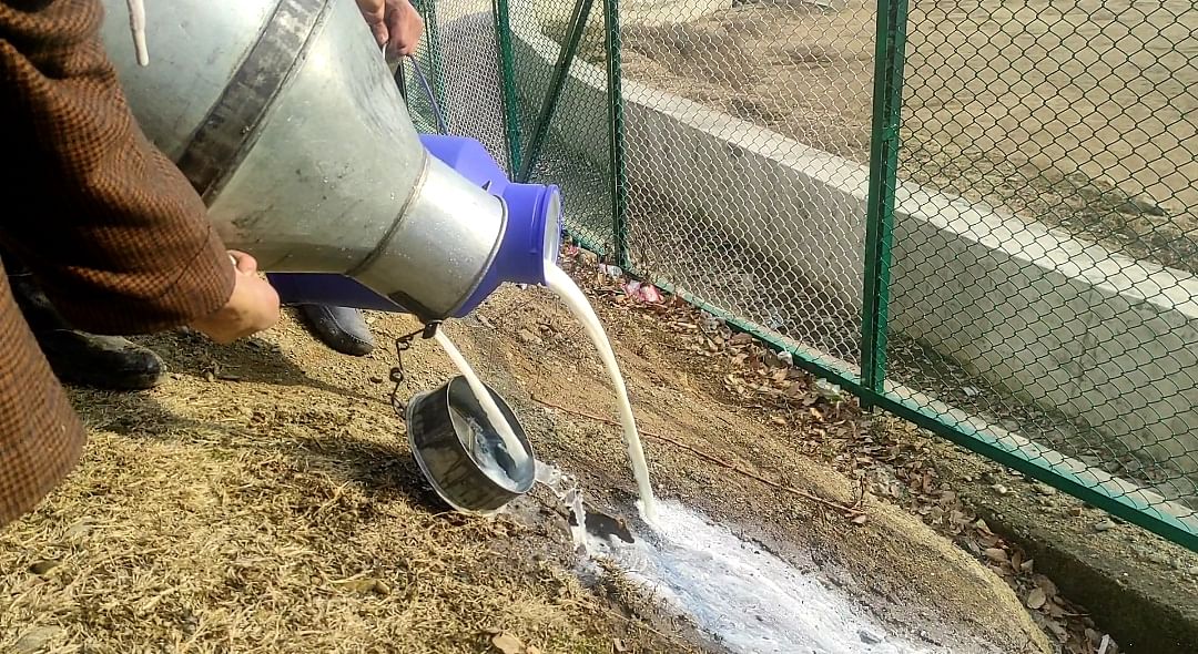 <div class="paragraphs"><p>Milk suppliers dumping the milk in drains.</p></div>