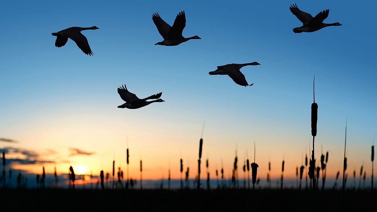 Watch | Birds in Delhi Ponds Remind Us Why We Should Not Ignore Urban Wetlands