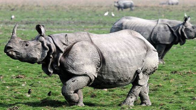 <div class="paragraphs"><p>The coordinated efforts of the Assam's forest, police and civil department has helped increase the population of one horned rhino in Kaziranga National Park to more than 200 in a period of four years.</p></div>