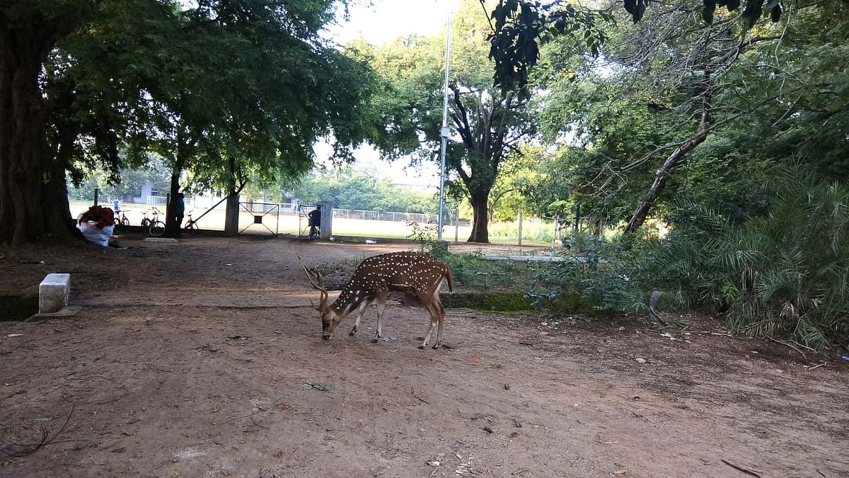 At least 11 spotted deer have died so far in 2022 which questions the management of wildlife on campus.