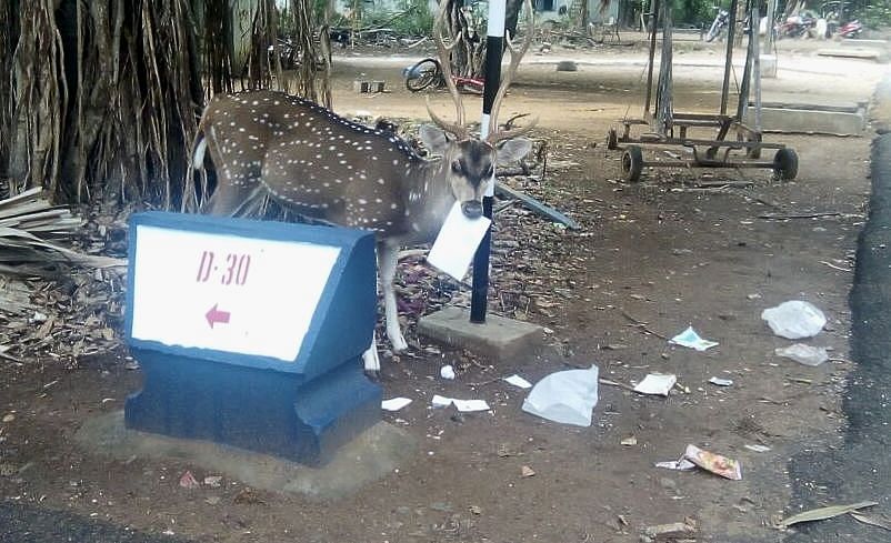 At least 11 spotted deer have died so far in 2022 which questions the management of wildlife on campus.