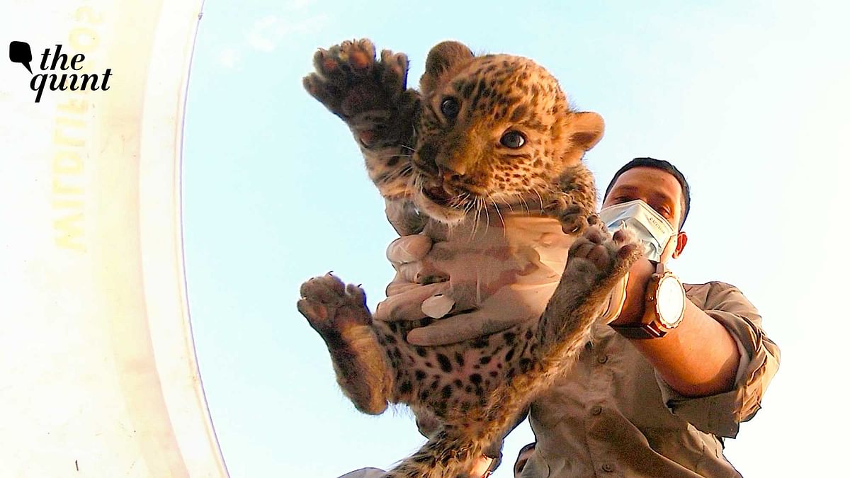 8-Week-Old Leopard Cubs Rescued And Reunited With Mother, Heartwarming Visuals