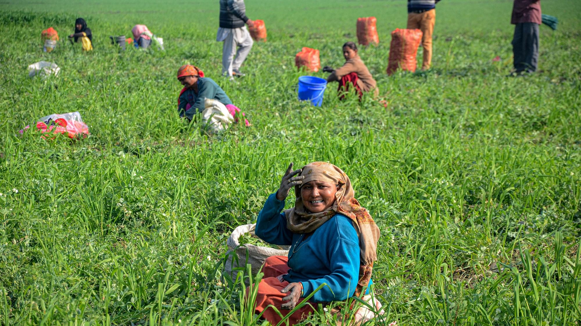 <div class="paragraphs"><p>Crop diversification is being vociferously advocated by a vast array of agricultural experts in Punjab. Photo for representation.&nbsp;</p></div>