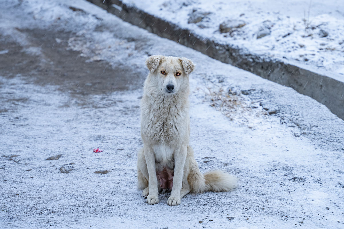 Due to an ecological imbalance, the hungry stray dogs of Spiti had resorted to eating their own kind.