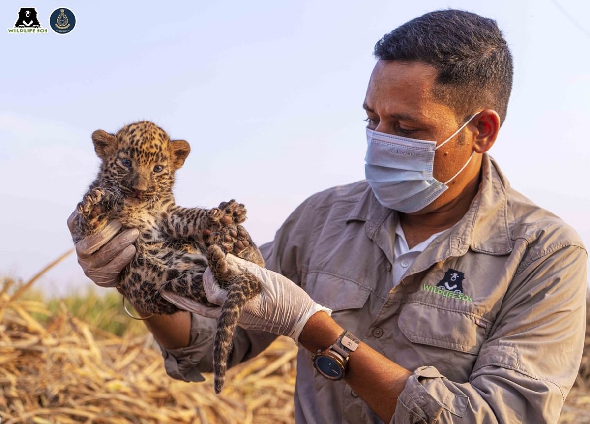 Two leopard cubs were found in a sugar filed in Pune, Maharashtra.