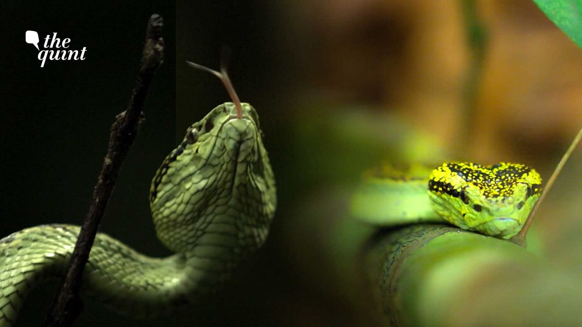 Earth Day: From the Western Ghats, Meet the Malabar Pit Viper 