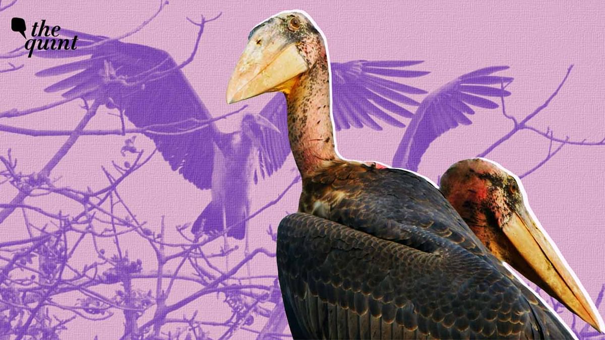 World Environment Day: Meet the Rarest Stork, The Greater Adjutant
