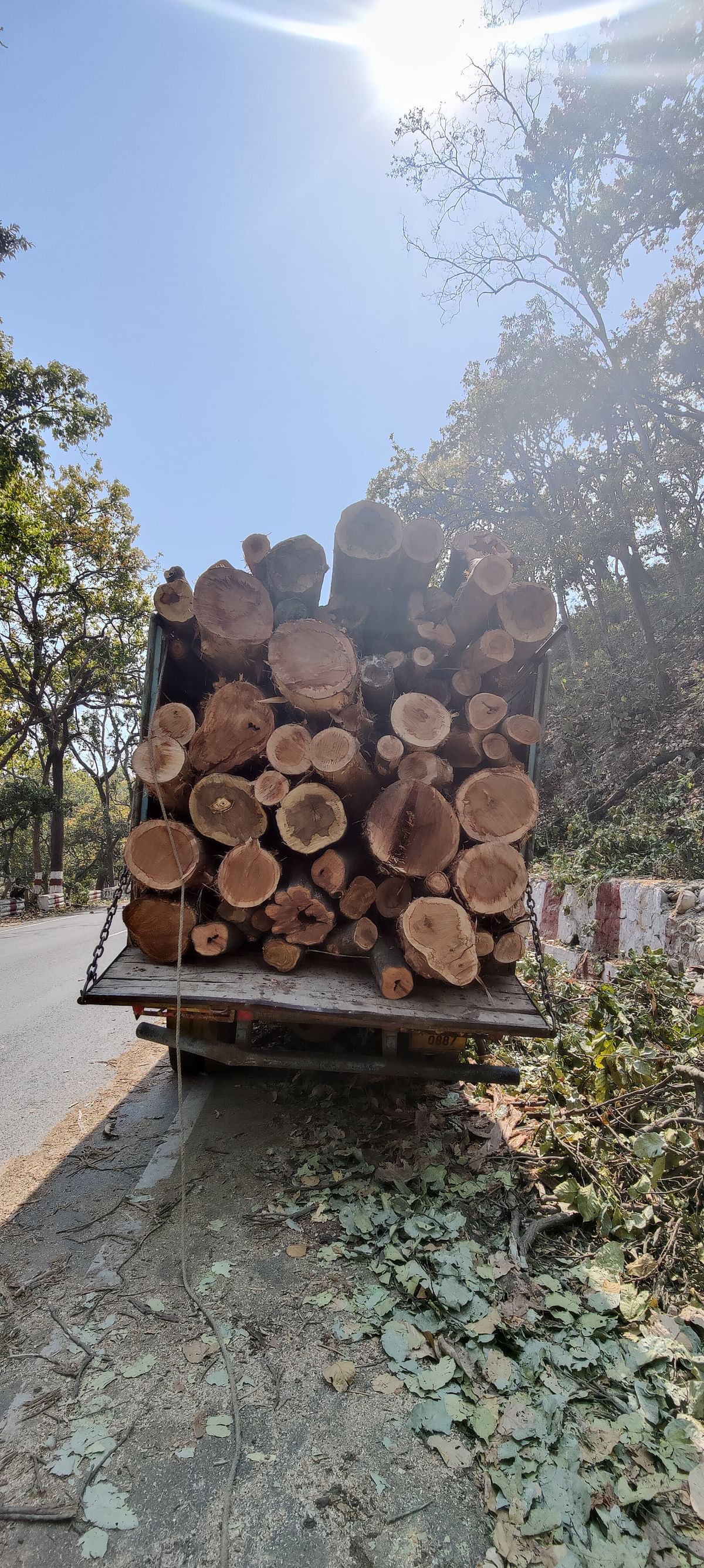 Nearly 2,500 British-era Sal trees are being axed for the expansion of the Delhi-Dehradun expressway.