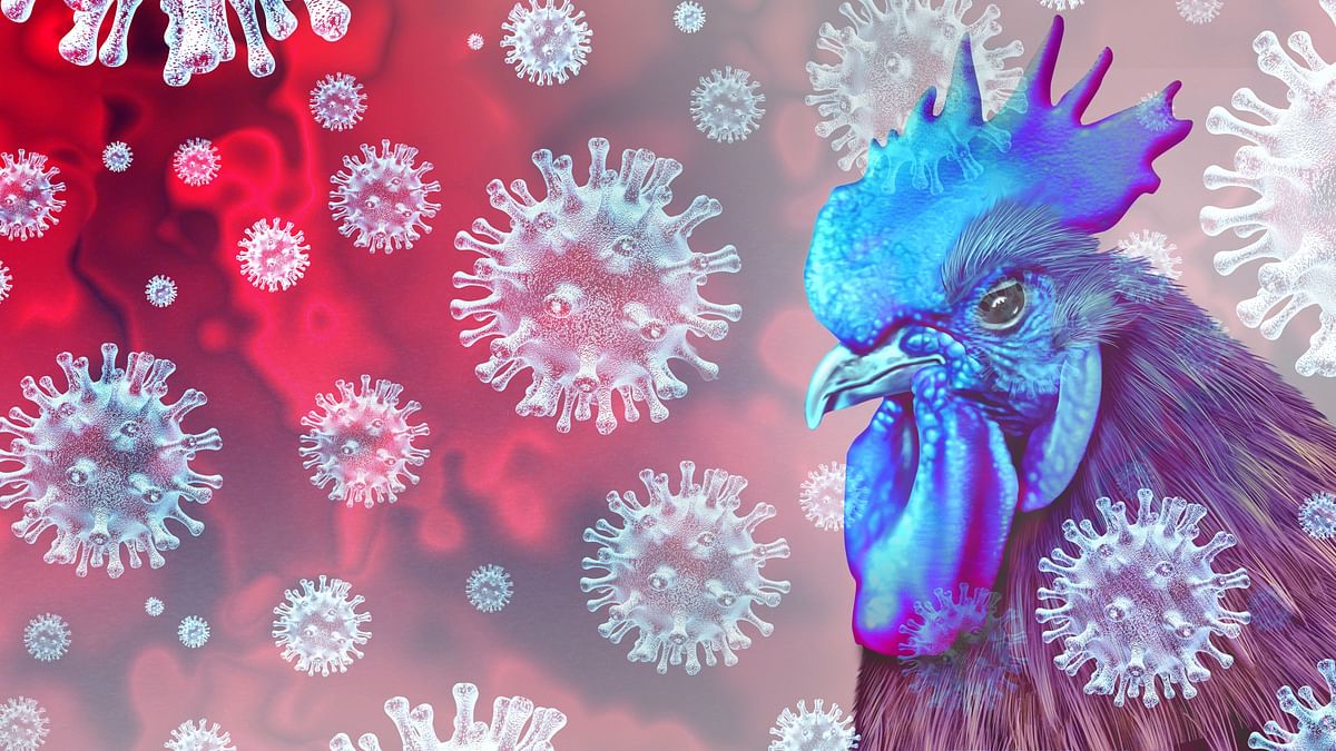 China Records First Ever Human Case of H3N8 Avian Flu - What Does It Mean?