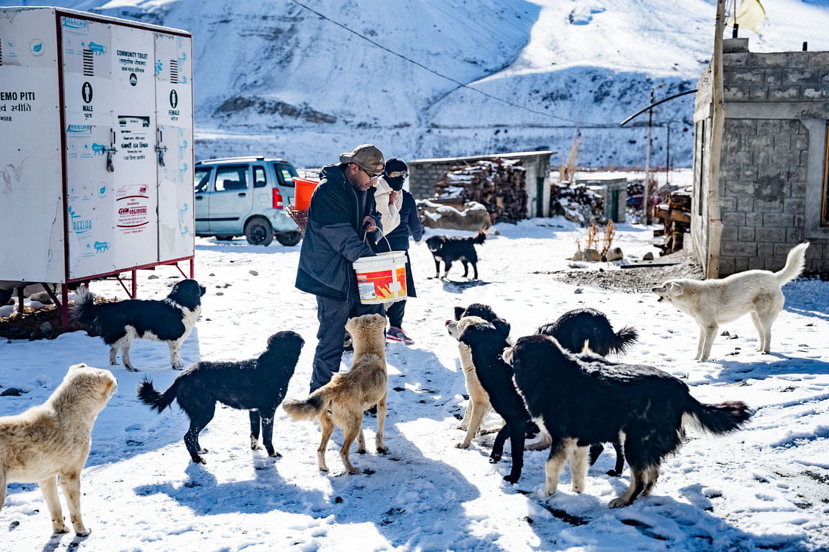 Due to an ecological imbalance, the hungry stray dogs of Spiti had resorted to eating their own kind.