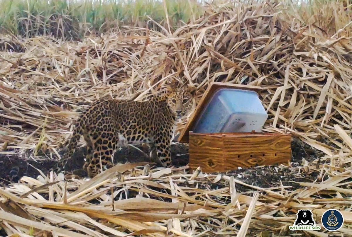 Two leopard cubs were found in a sugar filed in Pune, Maharashtra.
