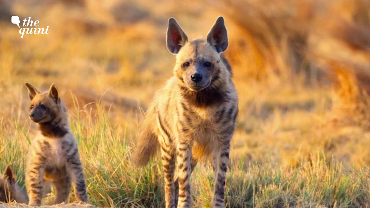 Wild You Were Sleeping Episode 6: Meet The Unsung Carnivore, The Striped Hyena