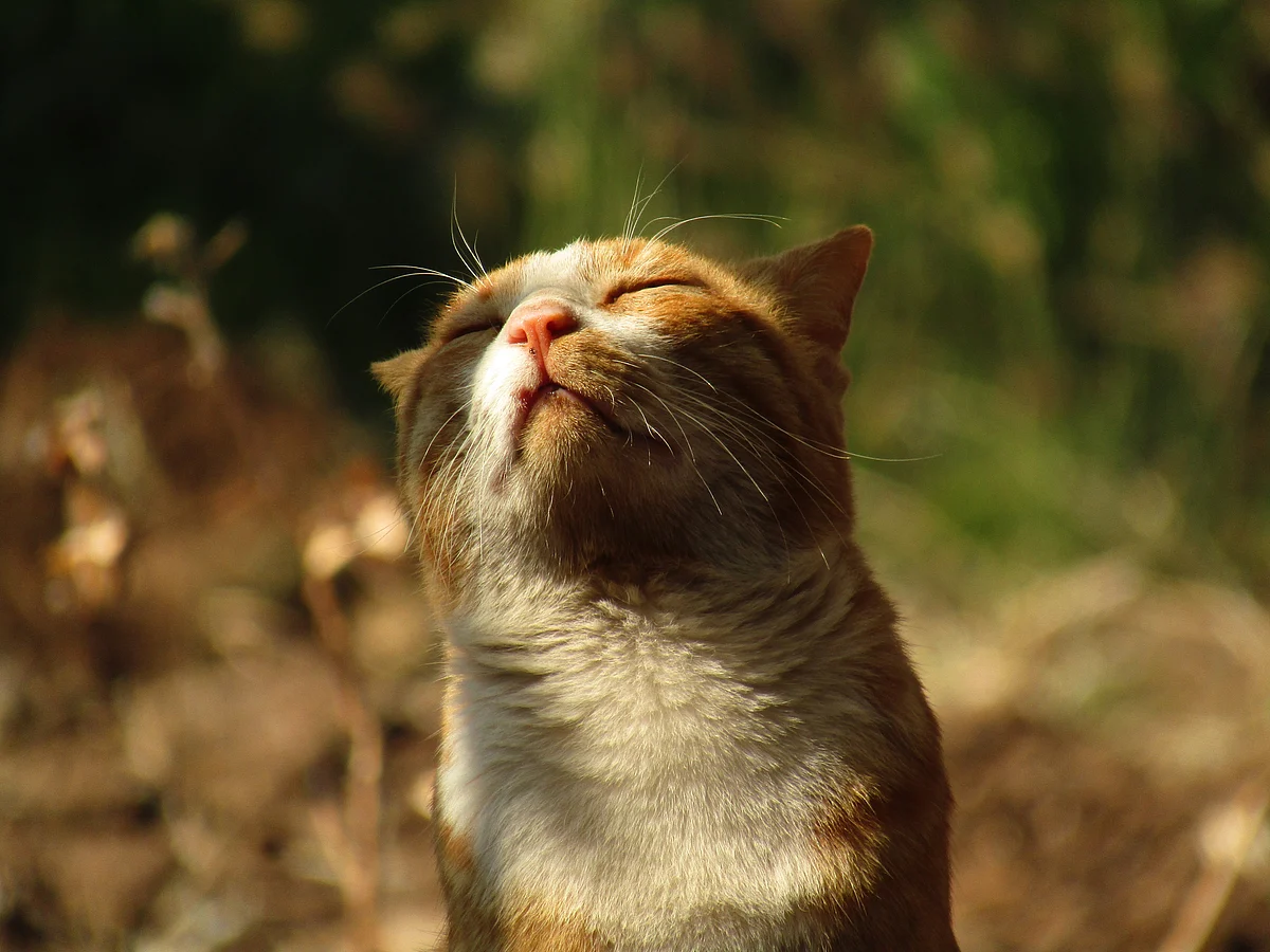 <div class="paragraphs"><p>Cats are the primary host for Toxoplasma.</p></div>