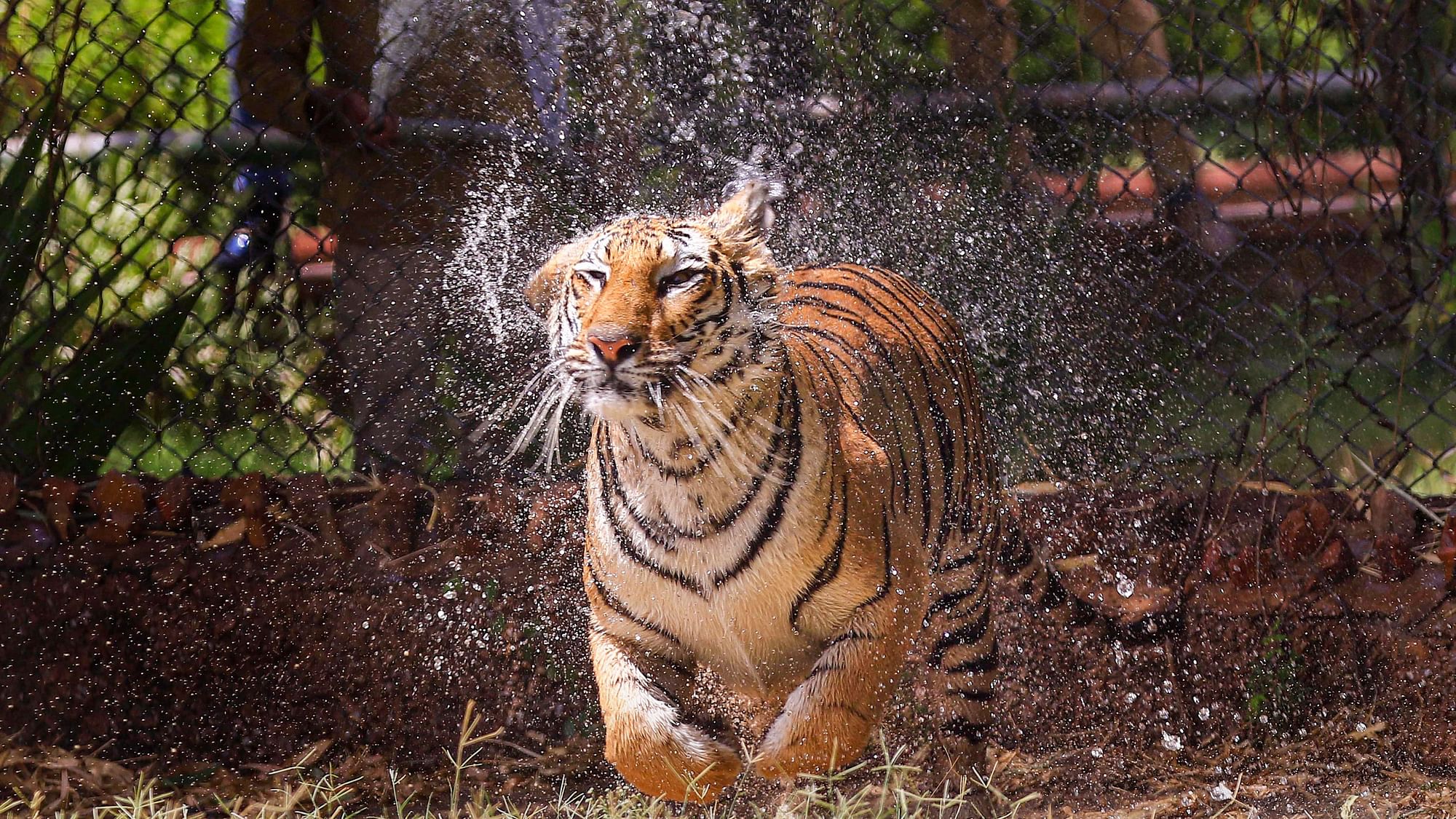 <div class="paragraphs"><p>Jaipur: A tigress runs inside her enclosure at Nahargarh Biological Park, on a hot summer day in Jaipur, Sunday, 22 May.</p></div>