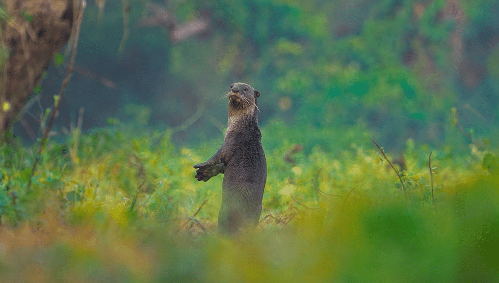 The Smooth-coated Otter are active, playful and efficient hunters of the river systems. 