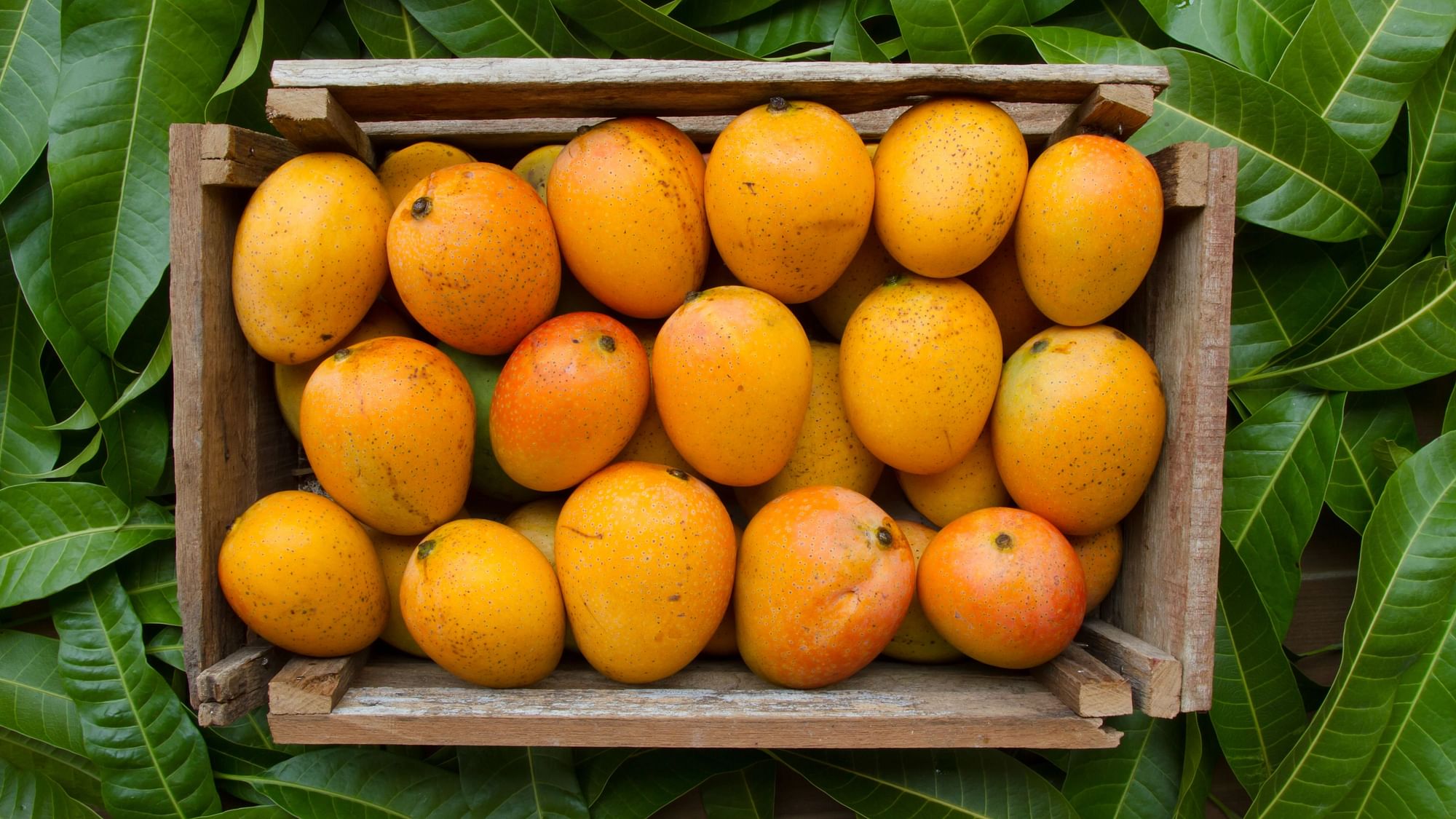 <div class="paragraphs"><p>Mango recipes: Mangalore, Kerala, Benares mango recipes.&nbsp;</p></div>