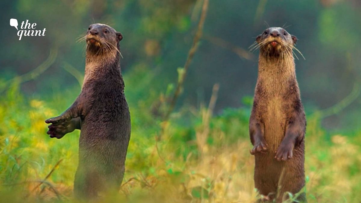 Wild You Were Sleeping Epi 3: From Goa, Meet the Smooth-Coated Otter