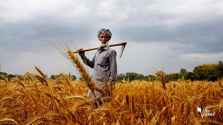 'Hope India Will Reconsider': US on Centre's Wheat Export Ban