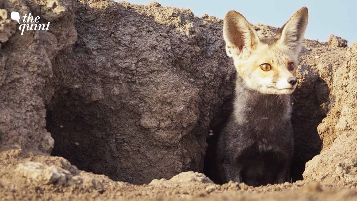 Wild You Were Sleeping Episode 4: Meet the Desert Fox