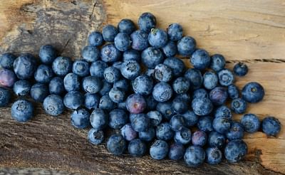 <div class="paragraphs"><p>Blueberries and their benefits.</p></div>