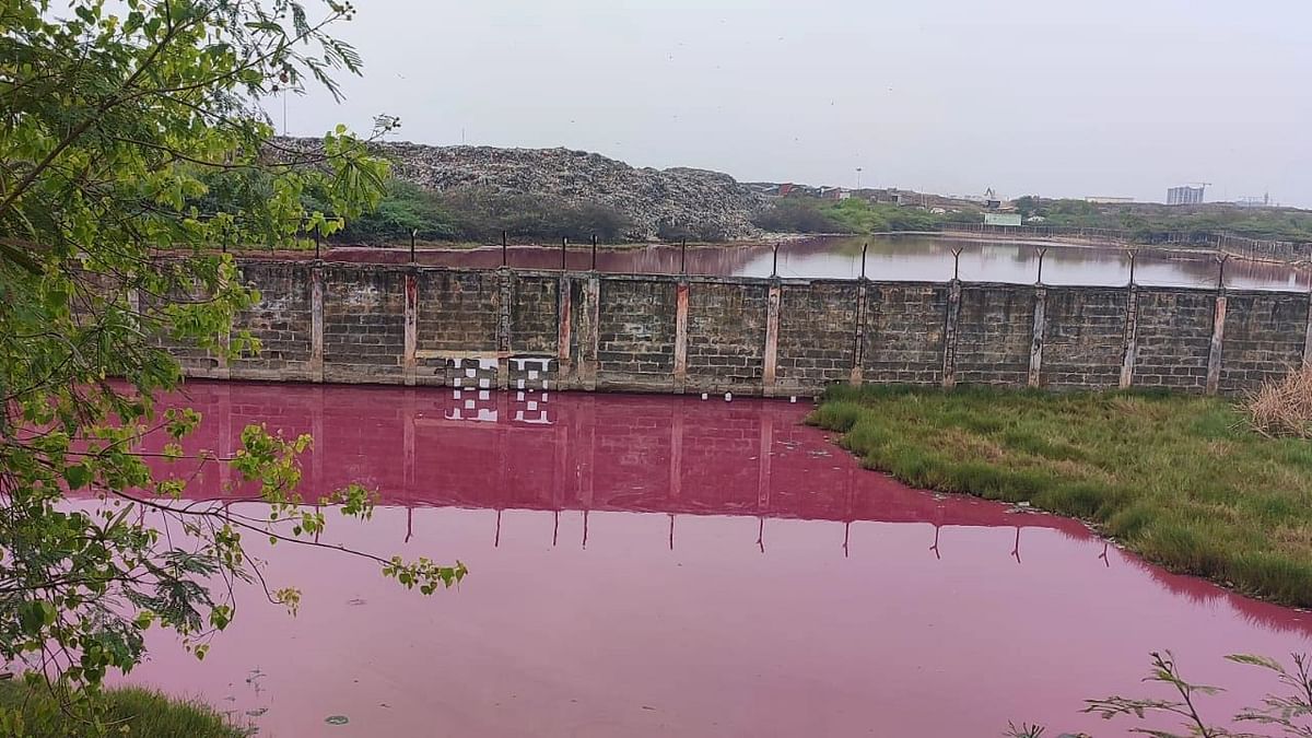 Pollution: Why a Waterbody Turned Pink in Chennai's Pallikaranai Marshland