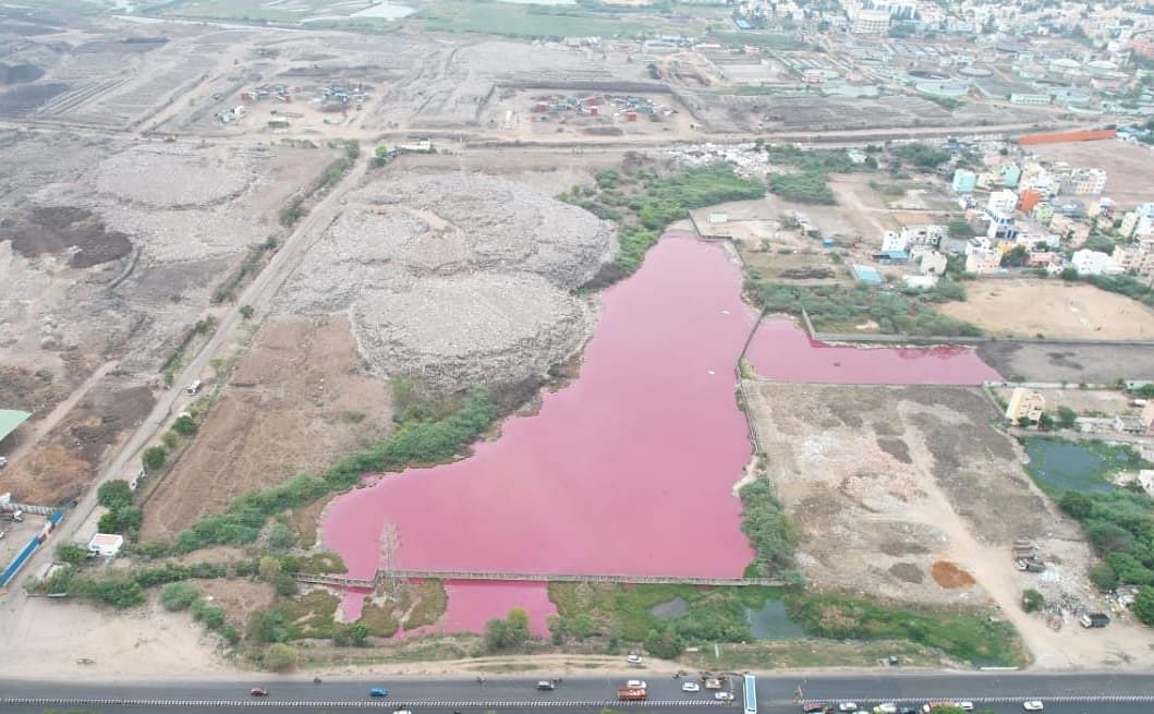 Experts claimed that algal bloom in the lake is due to the presence of the Perungudi dump yard nearby.