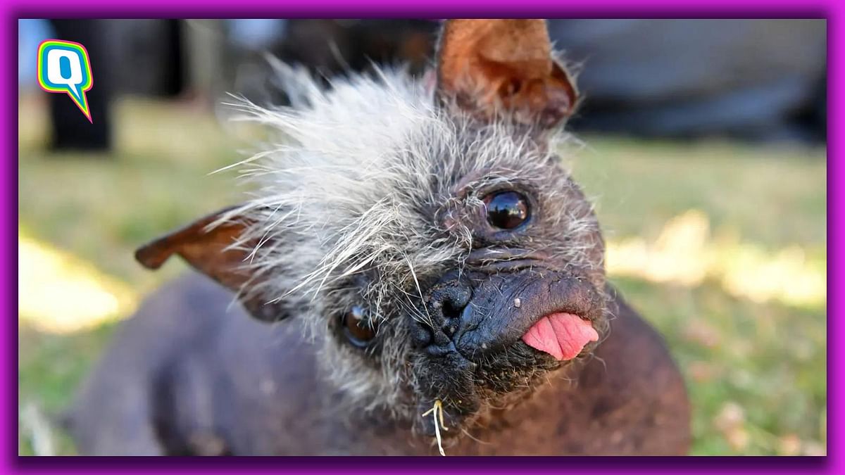 Meet Mr Happy Face, the World’s Ugliest Dog