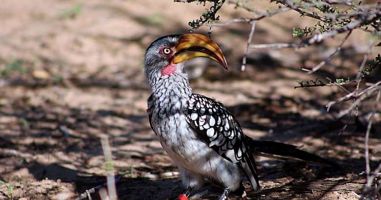 Hotter Kalahari Desert May Stop Hornbills' Breeding by 2027