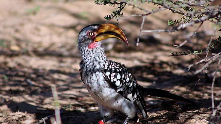 Hotter Kalahari Desert May Stop Hornbills' Breeding by 2027