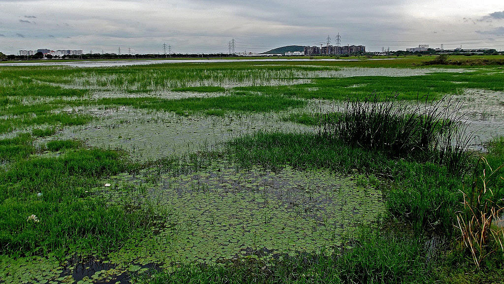 Experts claimed that algal bloom in the lake is due to the presence of the Perungudi dump yard nearby.