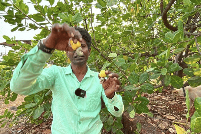 India’s cashew production comprises 22 percent of the world’s production. 
