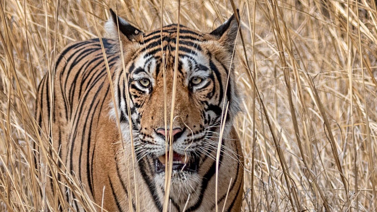 <div class="paragraphs"><p>New data suggests a potential 40% increase in tiger numbers, from 3,200 in 2015 to 4,500 in 2022, despite extreme threats.</p></div>
