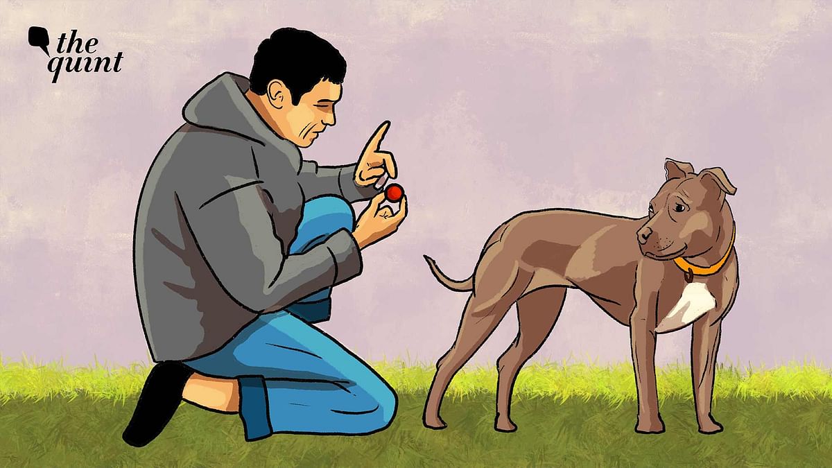 Aggressive or Triggered?: The Curious Case of Lucknow’s Pit Bull Attack