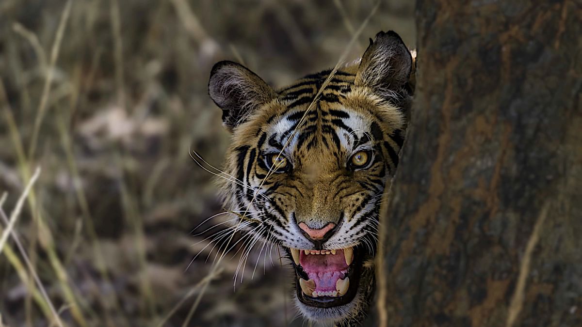 In Photos: On World Tiger Day, See the Beast in All Its Glory